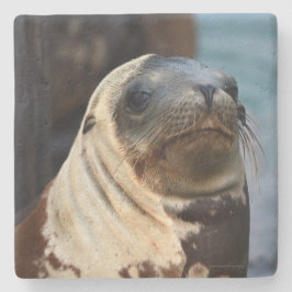 Posavasos De Piedra Retrato de león marino