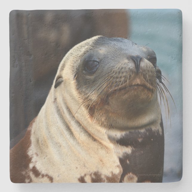 Posavasos De Piedra Retrato de león marino (Anverso)