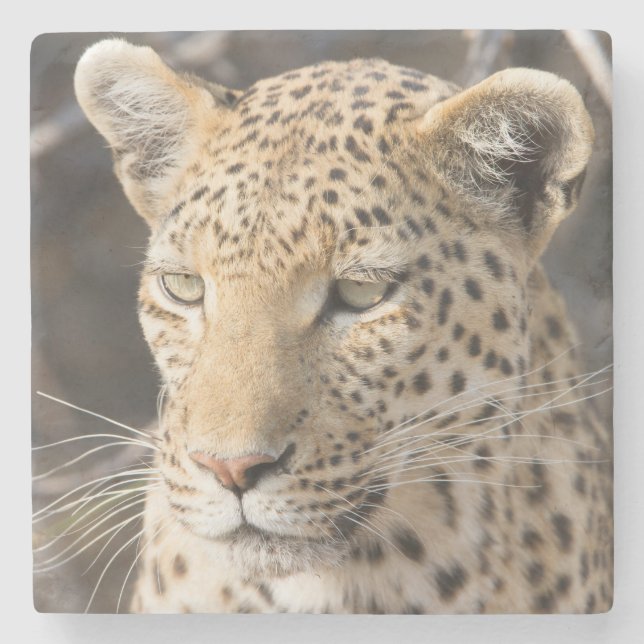 Posavasos De Piedra Retrato de leopardo (Anverso)