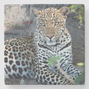 Posavasos De Piedra retrato de leopardo sentado en primer plano