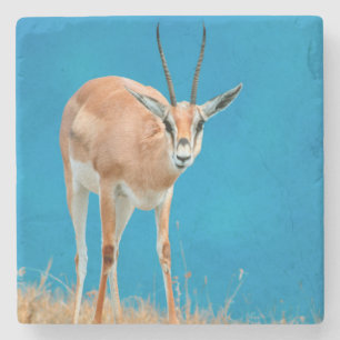 Posavasos De Piedra Retrato de oveja de la gacela de Grant (Gazella Gr