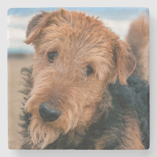 Posavasos De Piedra Retrato de un Airedale Terrier (Anverso)