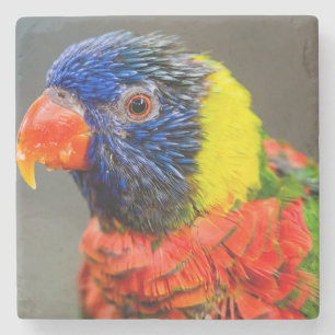 Posavasos De Piedra Retrato de un arco iris Lorikeet
