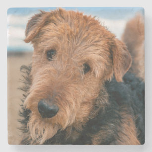 Posavasos De Piedra Retrato de un Terrier Airedale