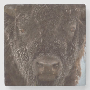 Posavasos De Piedra Retrato de un toro bisonte bajo la lluvia