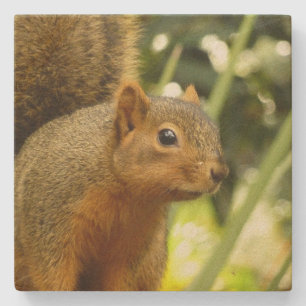 Posavasos De Piedra Retrato de una fotografía animal de la naturaleza 