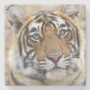 Posavasos De Piedra Retrato del tigre real de Bengala, Ranthambhor