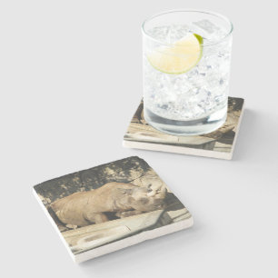 Posavasos De Piedra Rhino durmiente