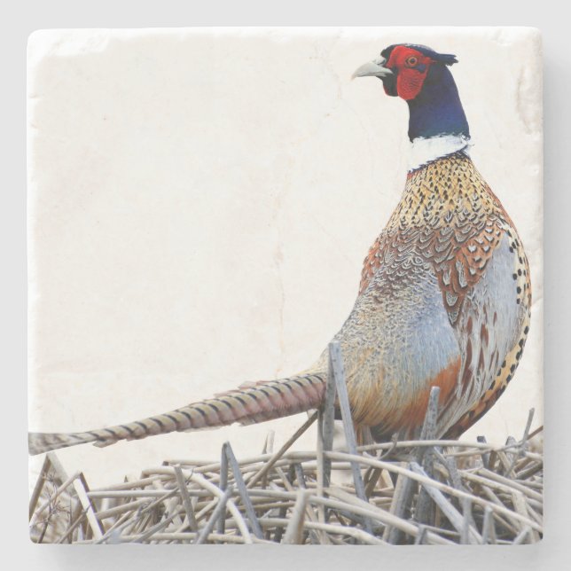 Posavasos De Piedra Ring-necked Pheasant Photo Stone Trivet (Anverso)