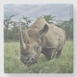 Posavasos De Piedra Rinocerontes negros   Kenia