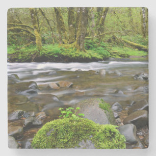 Posavasos De Piedra Río en bosque verde, Oregón