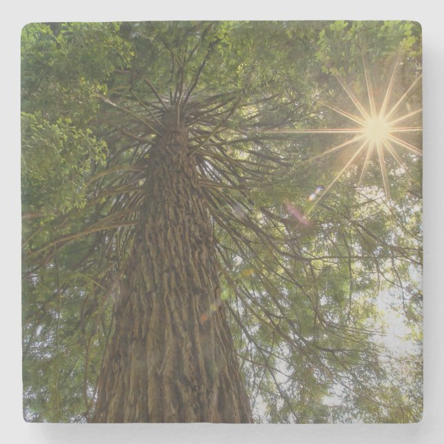 Posavasos De Piedra RISE Foto Inspiradora de un árbol al cielo (Anverso)