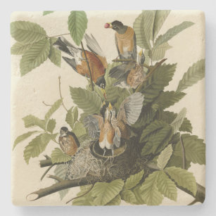 Posavasos De Piedra Robin estadounidense de los pájaros de América de 
