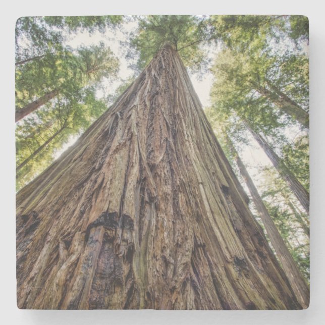 Posavasos De Piedra Roosevelt Grove (Anverso)