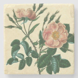 Posavasos De Piedra Rosa Briar dulce