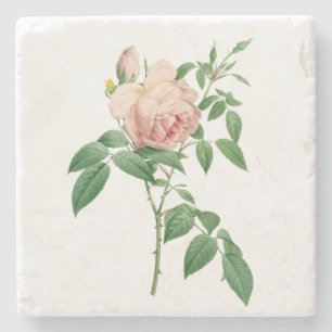 Posavasos De Piedra Rosa indica fragrans ilustracion botánico