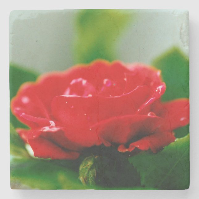 Posavasos De Piedra Rosa Roja de la pasión cubierta de rocío (Anverso)