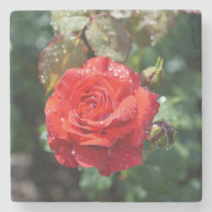 Posavasos De Piedra Rosa Roja Hermosa con Gotitas de Agua