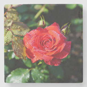 Posavasos De Piedra Rosa Roja Hermosa con Gotitas de Agua