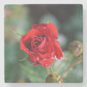 Posavasos De Piedra Rosa Roja Hermosa con Gotitas de Agua
