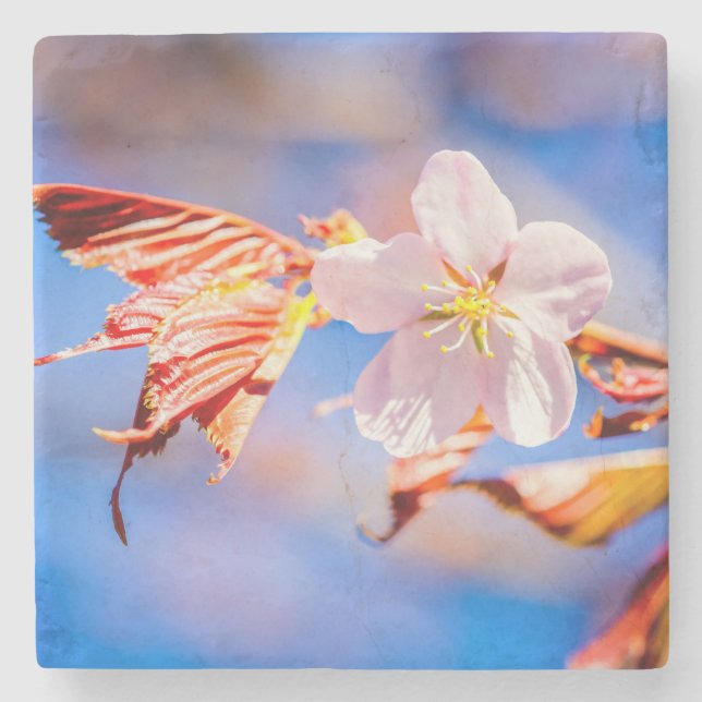 Posavasos De Piedra Rosa Sakura Flower Blue Sky (Anverso)