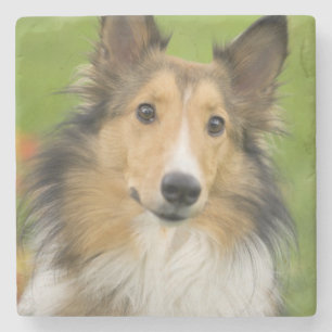 Posavasos De Piedra Rough Collie, perro