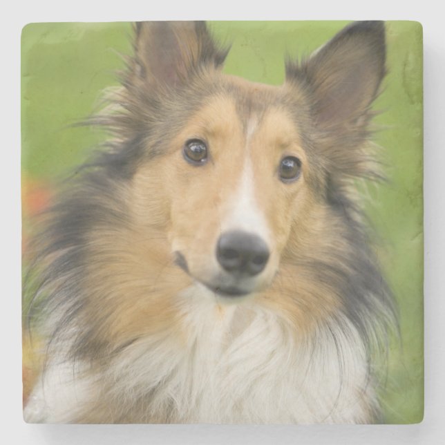 Posavasos De Piedra Rough Collie, perro (Anverso)