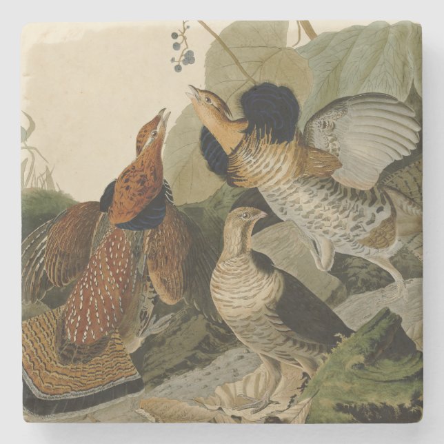 Posavasos De Piedra Ruffed Grouse Audubon Game Bird (Anverso)
