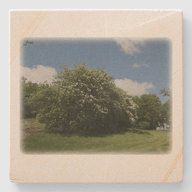 Posavasos De Piedra Rural Sweden June (Anverso)