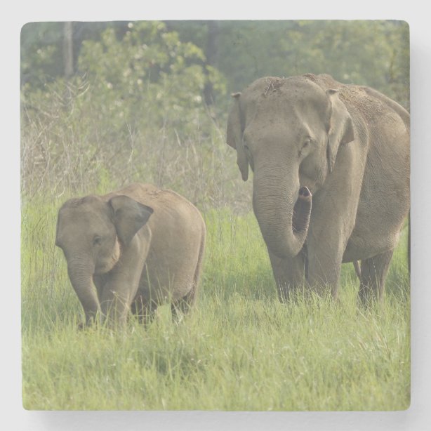 Posavasos Indios | Zazzle.es