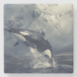 Posavasos De Piedra Salto de ballenas salvaje