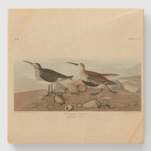 Posavasos De Piedra Sandpiper, de respaldo rojo - Los pájaros de Améri