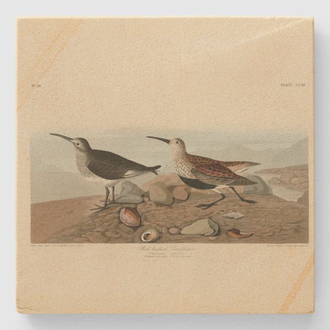 Posavasos De Piedra Sandpiper, de respaldo rojo - Los pájaros de Améri (Anverso)