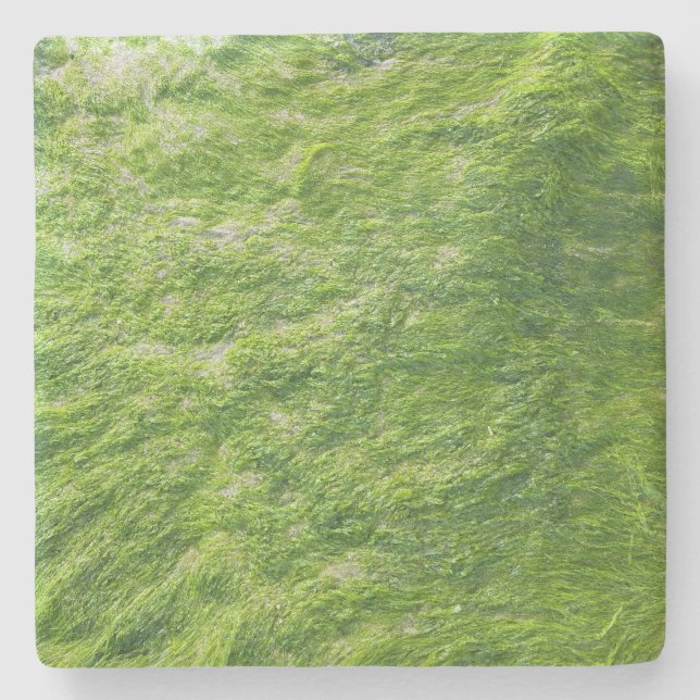 Posavasos De Piedra Sea Moss Green Nature Grass Beach Nautical (Anverso)