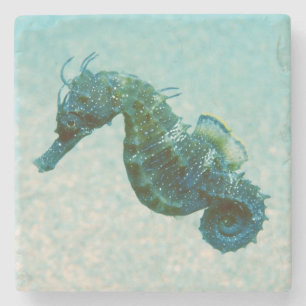 Posavasos De Piedra Seahorse Cortocircuito-Metido el hocico el  