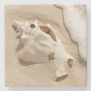 Posavasos De Piedra Seashell en la isla caribeña magnífica del turco