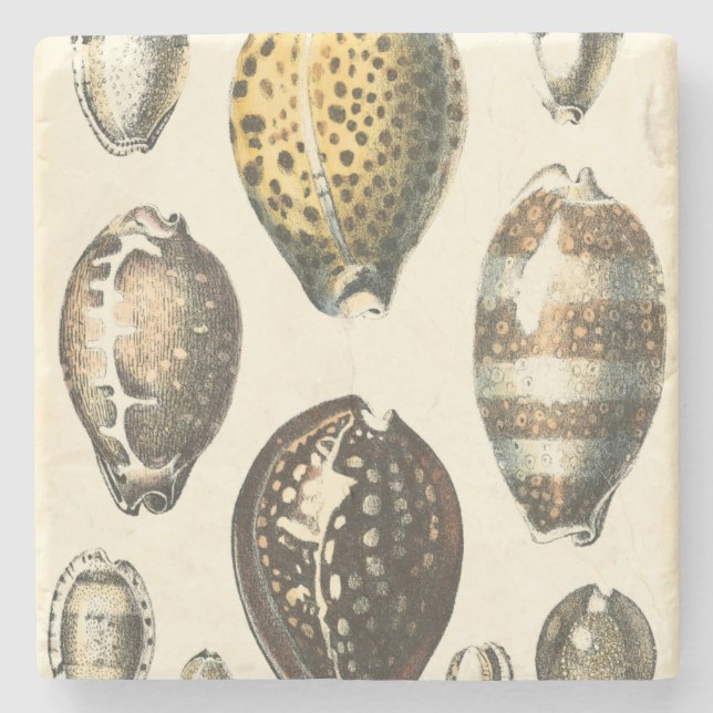 Posavasos De Piedra Seashells únicamente formados (Anverso)