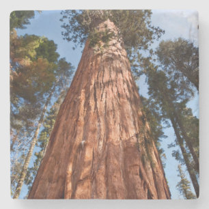 Posavasos De Piedra Secuoya Gigante Asciende
