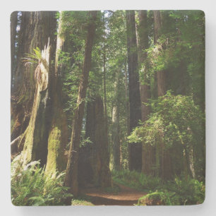 Posavasos De Piedra Secuoyas y helechos en el Parque Nacional Redwood