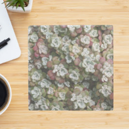 Posavasos De Piedra Sedum Spathulifolium Suculum Succuloral