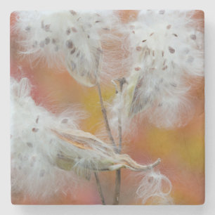 Posavasos De Piedra Semillas de leche en otoño (Canadá)