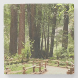 Posavasos De Piedra Sendero de Muir Woods I Fotografía de la naturalez