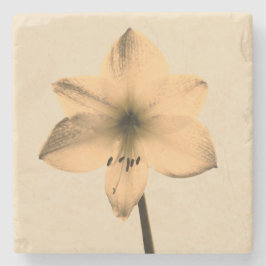 Posavasos De Piedra sepia amaryllis