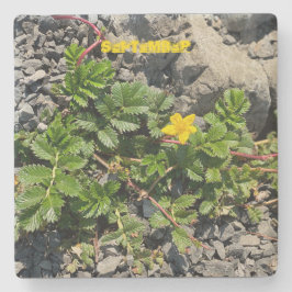 POSAVASOS DE PIEDRA SEPTIEMBRE