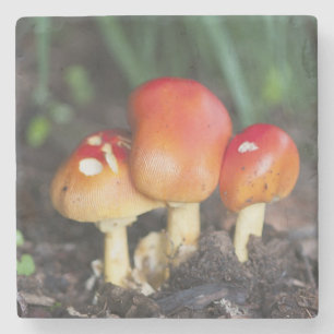 Posavasos De Piedra seta de la familia Amanita