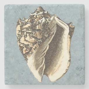 Posavasos De Piedra Shell de conchas encalladas