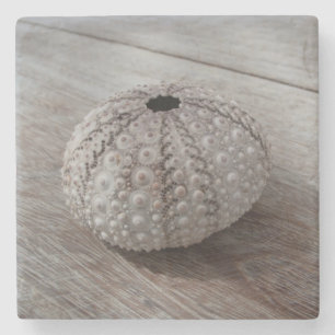 Posavasos De Piedra Shell encima de una tabla de madera