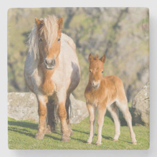 Posavasos De Piedra Shetland Pony en pastizal cerca de acantilados alt