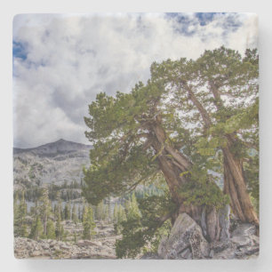 Posavasos De Piedra Sierra Juniper y árboles de hoja perenne