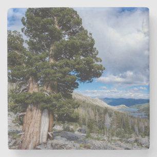 Posavasos De Piedra Sierra Juniper y árboles de hoja perenne 2